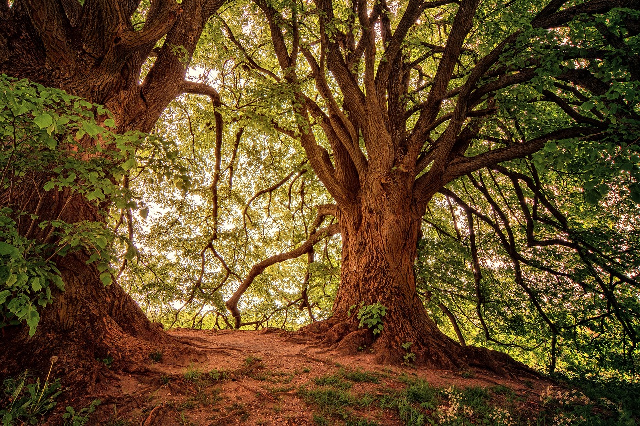 bosque verde